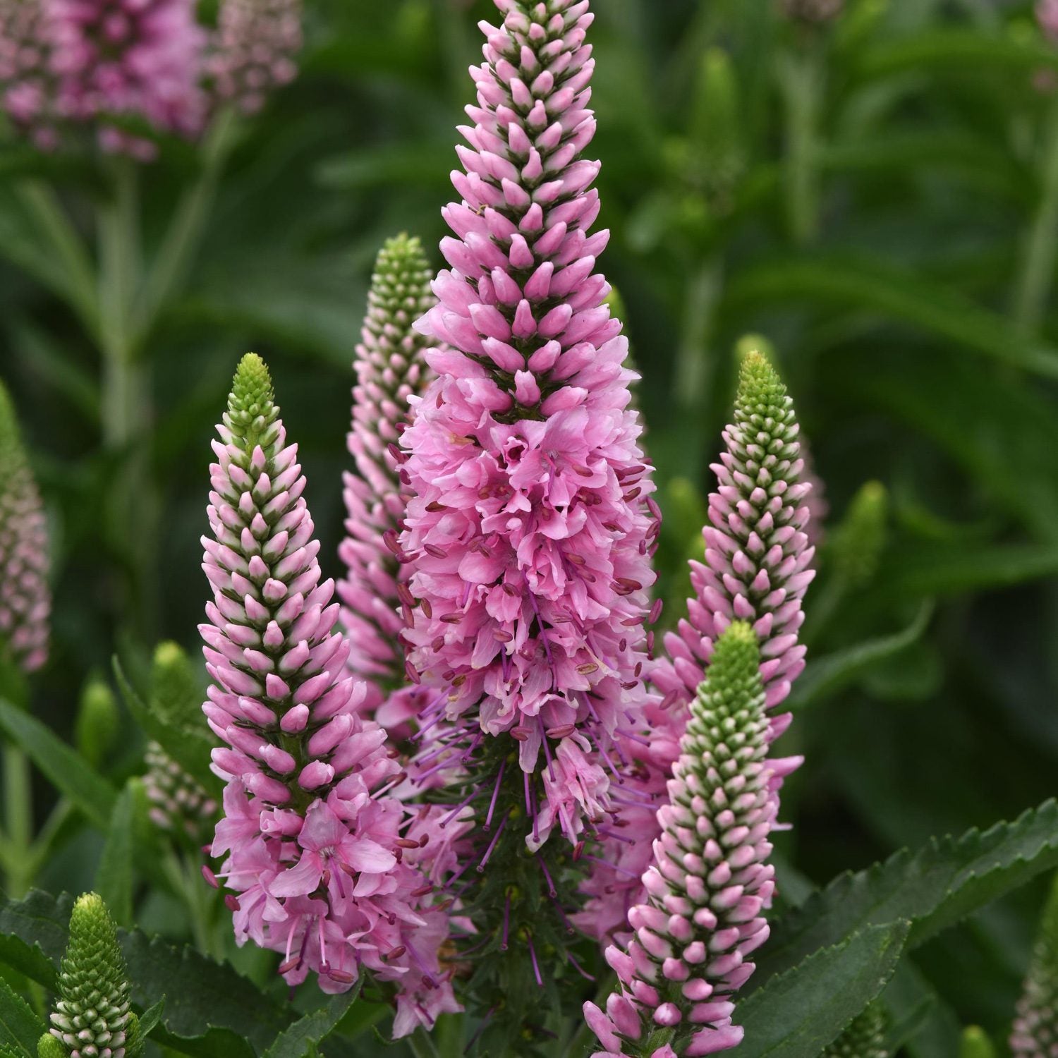 veronica_skyward_pink_speedwel