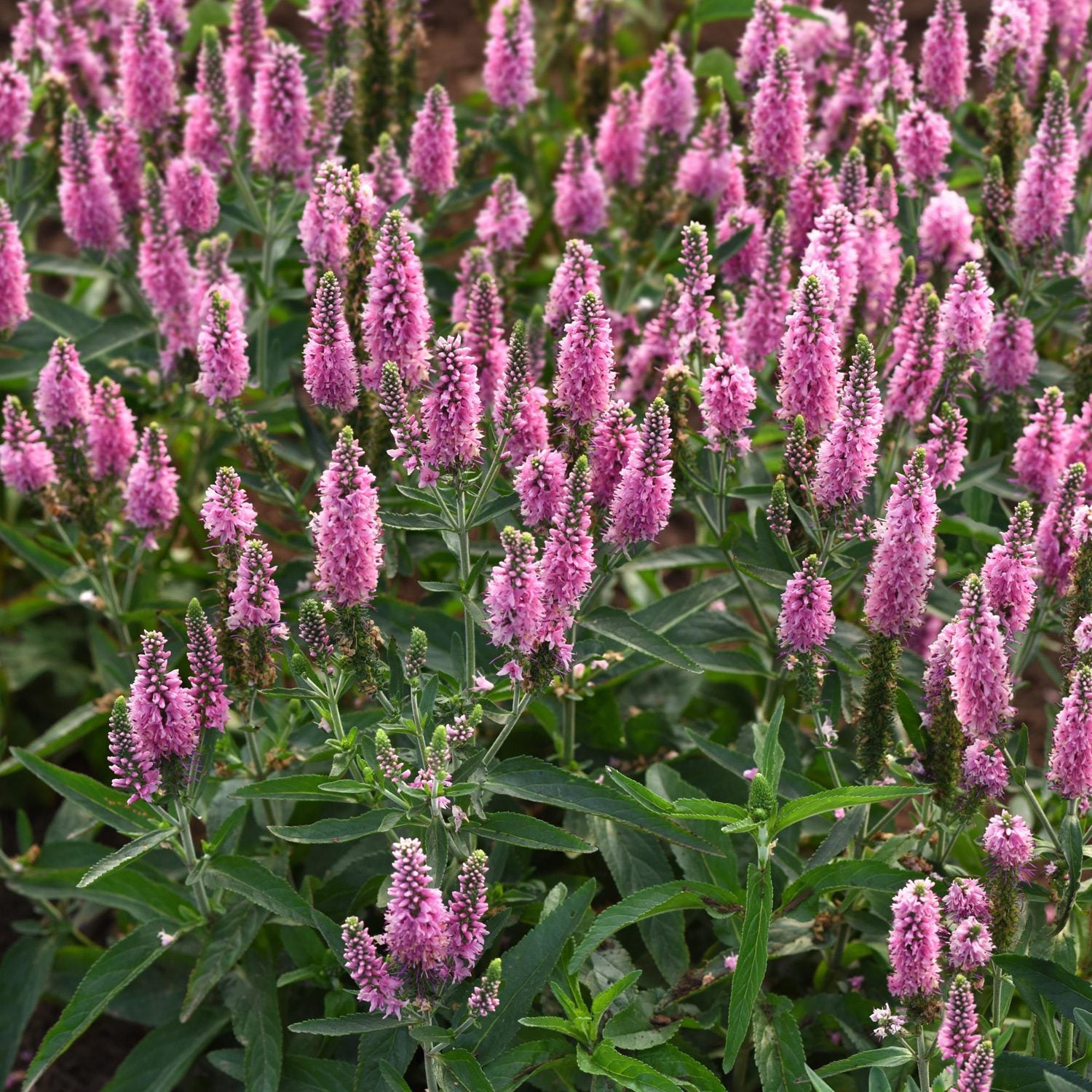 Skyward™ Pink Spike Speedwell (Veronica) - Photo Courtesy of Ball Horticulure, Inc.