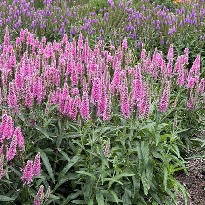 Skyward™ Pink Spike Speedwell (Veronica) - Photo Property of Garden Crossings LLC