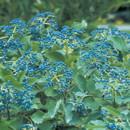 Blue Muffin® Arrowwood (Viburnum) - Photo Courtesy of Proven Winners, Inc.