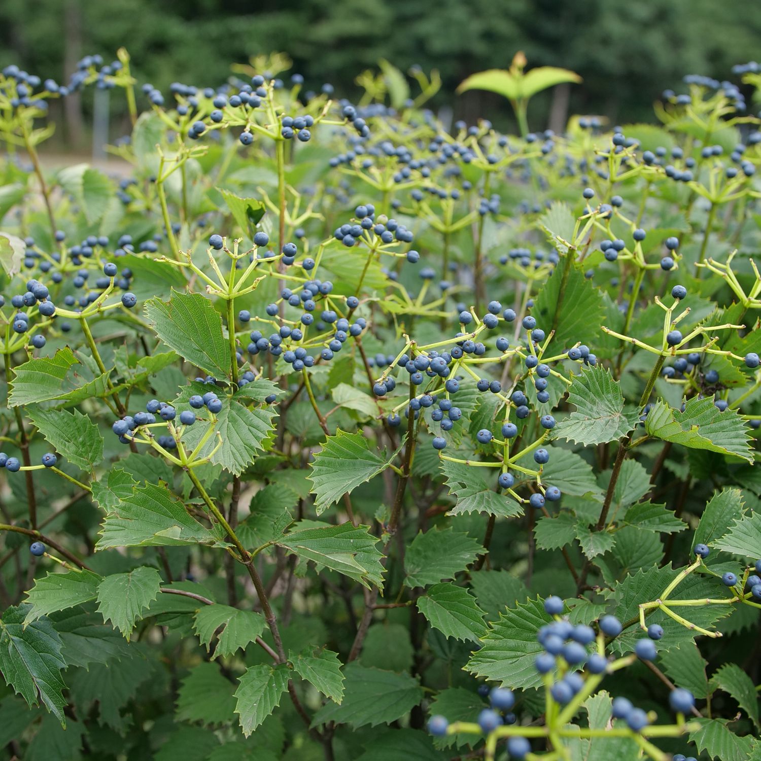 Blue Muffin® Arrowwood (Viburnum) - Photo Courtesy of Proven Winners, Inc.