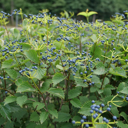 Blue Muffin® Arrowwood (Viburnum) - Photo Courtesy of Proven Winners, Inc.