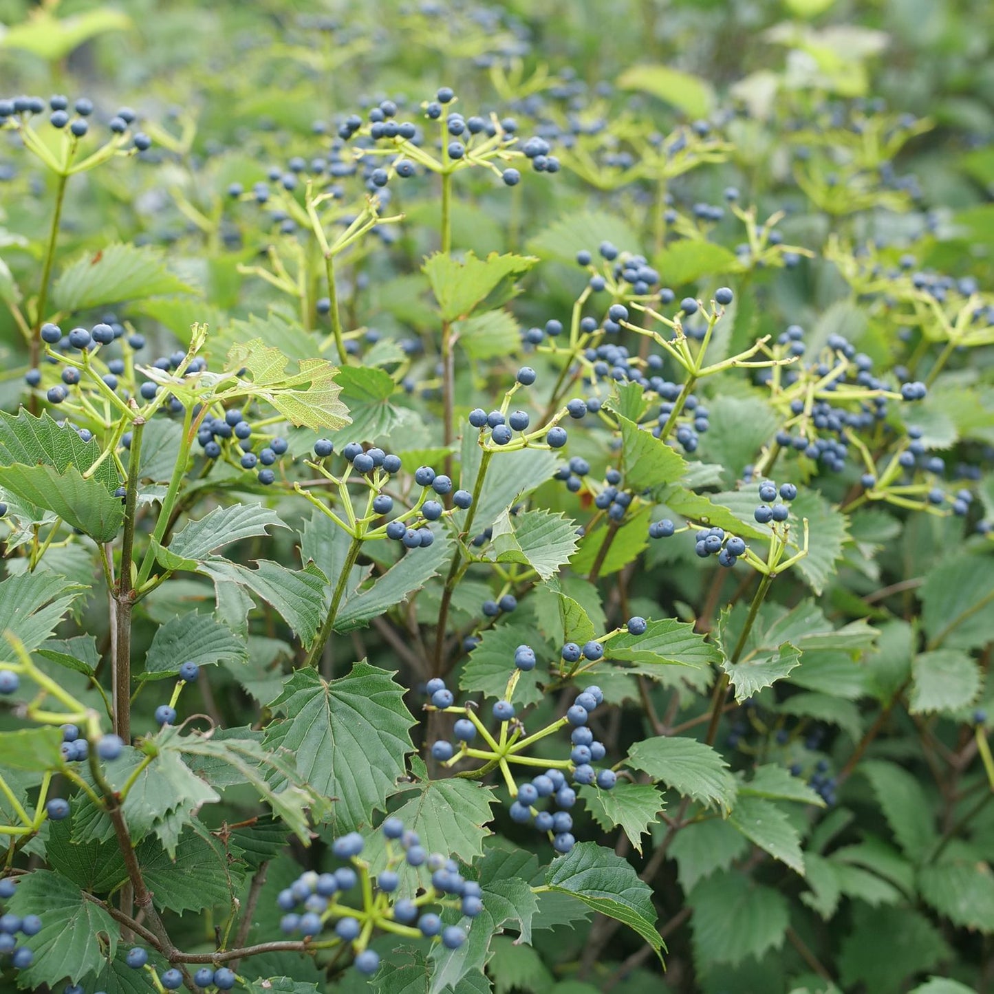 Blue Muffin® Arrowwood (Viburnum) - Photo Courtesy of Proven Winners, Inc.