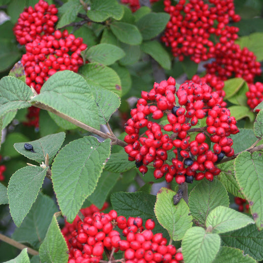 Clusters of bright red berries grow densely on Red Balloon® Lantanaphyllum (Viburnum) with green, veined, textured leaves. - Photo Courtesy of Proven Winners, Inc. 