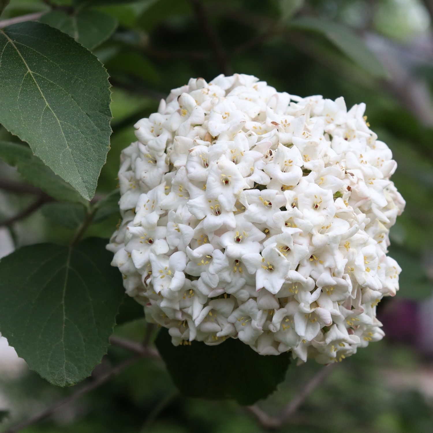 Spice Cowboy™ Koreanspice Viburnum - Photo Courtesy of Proven Winners, Inc.