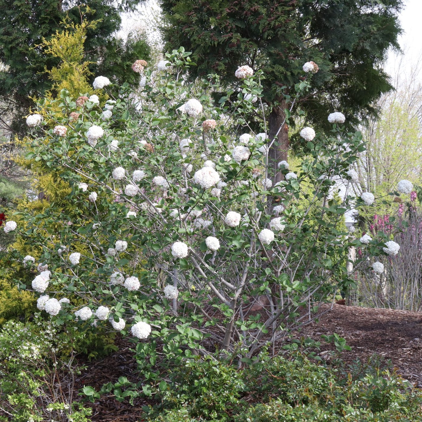 Spice Cowboy™ Koreanspice Viburnum - Photo Courtesy of Proven Winners, Inc.