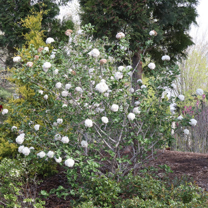 Spice Cowboy™ Koreanspice Viburnum - Photo Courtesy of Proven Winners, Inc.