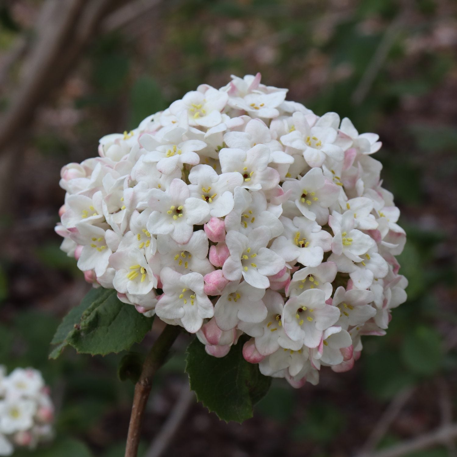 Spice Cowboy™ Koreanspice Viburnum - Photo Courtesy of Proven Winners, Inc.
