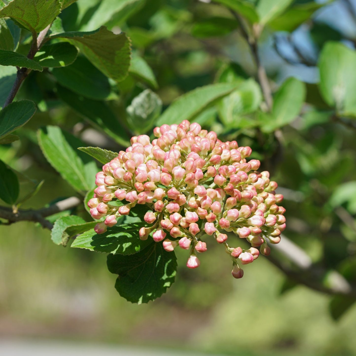 Spice Cowboy™ Koreanspice Viburnum - Photo Courtesy of Proven Winners, Inc.