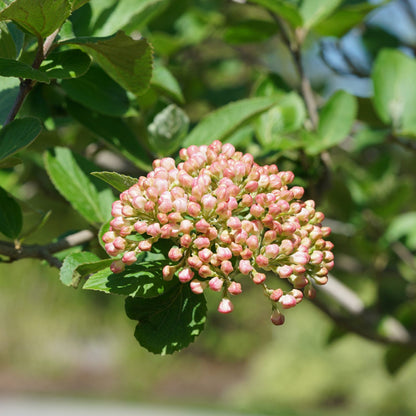 Spice Cowboy™ Koreanspice Viburnum - Photo Courtesy of Proven Winners, Inc.