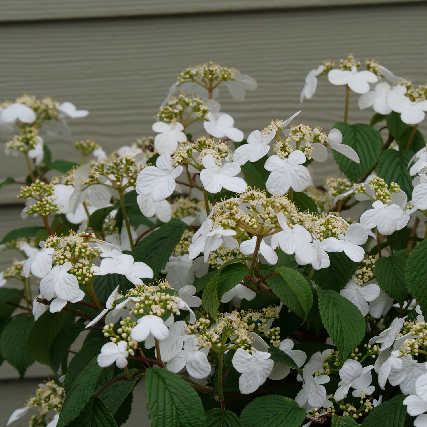 Steady Eddy® Doublefile (Viburnum) - Photo Courtesy of Proven Winners, Inc.
