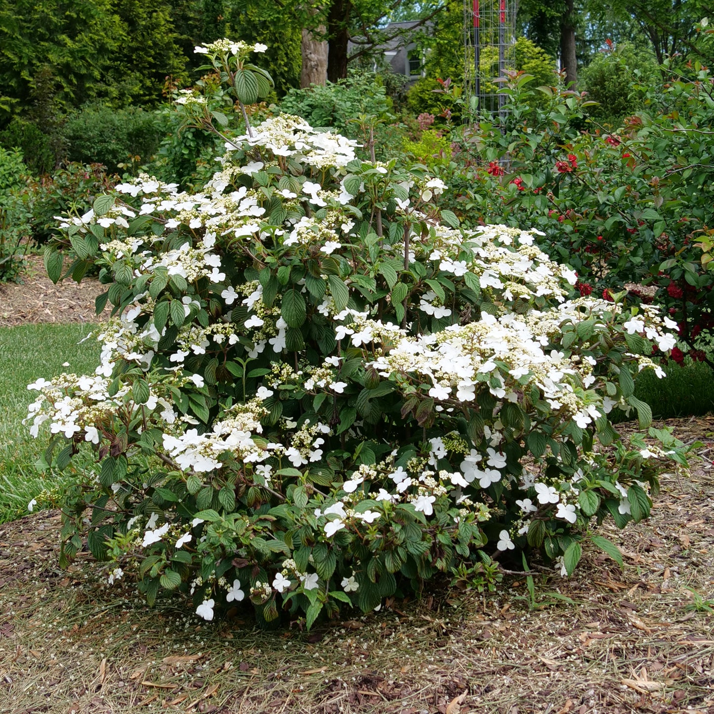 Steady Eddy® Doublefile (Viburnum) - Photo Courtesy of Proven Winners, Inc.