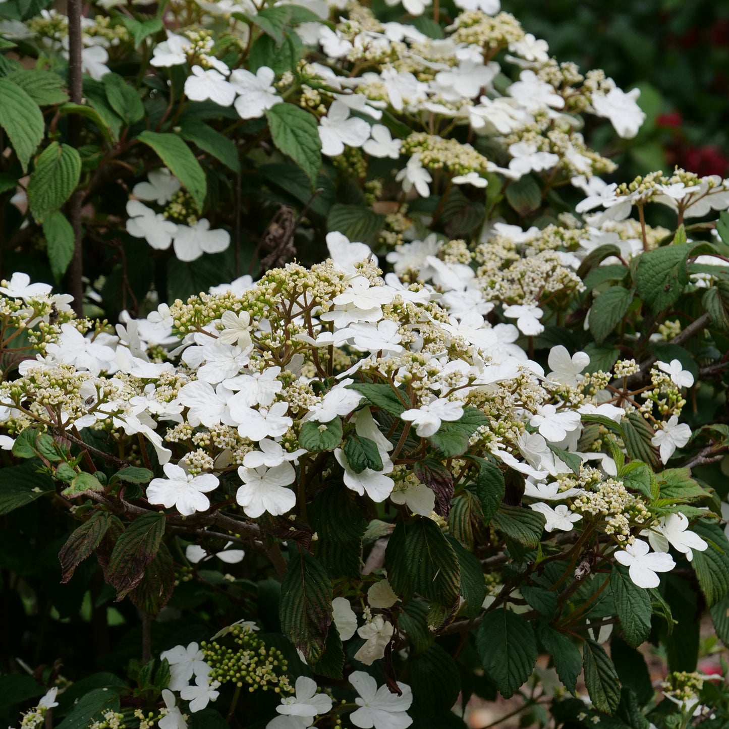 Steady Eddy® Doublefile (Viburnum) - Photo Courtesy of Proven Winners, Inc.