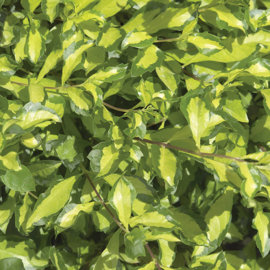 Wojo's Jem' Vinca Vine (Vinca) - Photo Property of Garden Crossings LLC