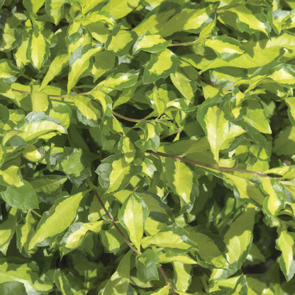 Wojo's Jem' Vinca Vine (Vinca) - Photo Property of Garden Crossings LLC