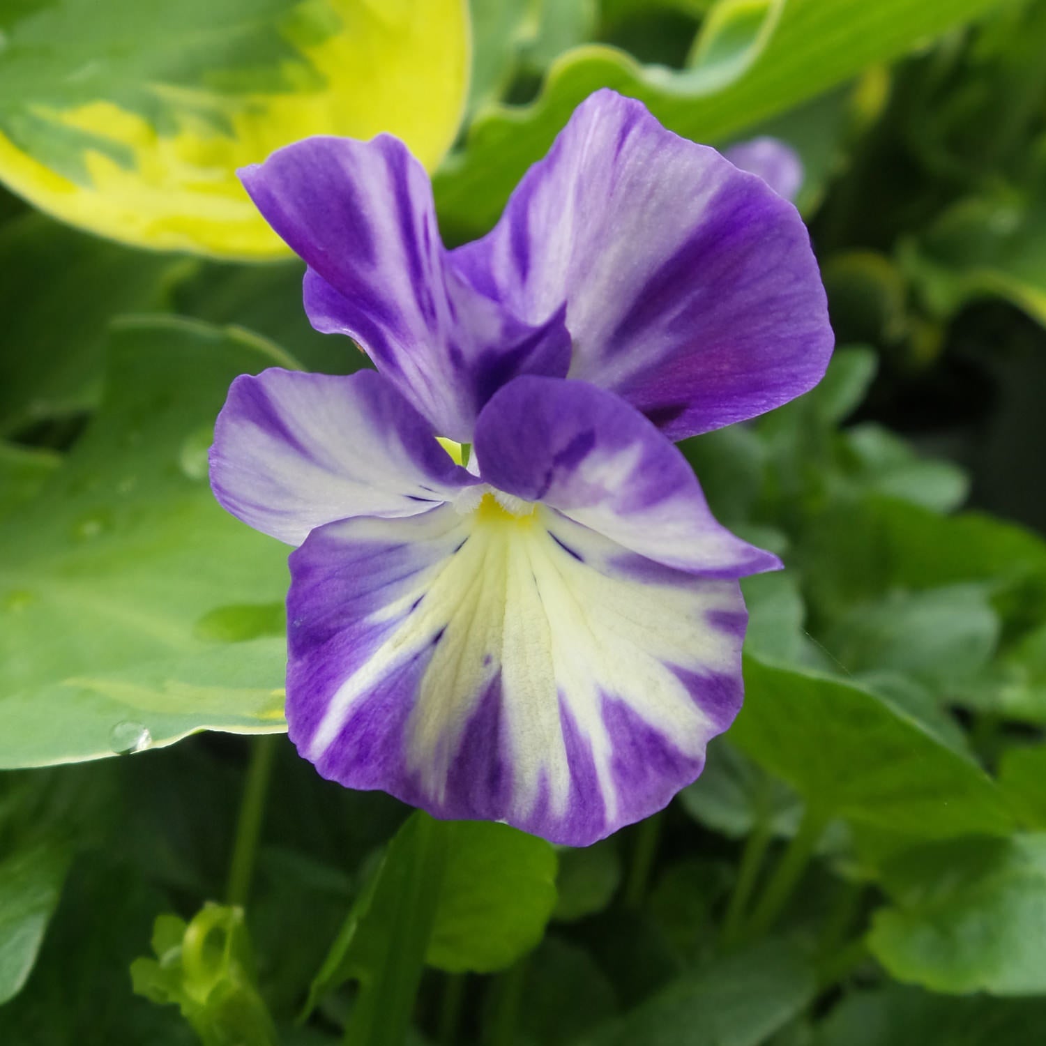 Rebecca Cawthorme' Perennial Violet (Viola) - Photo Property of Garden Crossings LLC