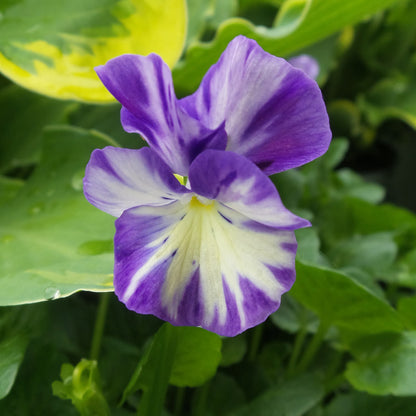 Rebecca Cawthorme' Perennial Violet (Viola) - Photo Property of Garden Crossings LLC