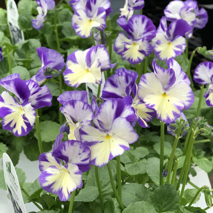 Rebecca Cawthorme' Perennial Violet (Viola) - Photo Property of Garden Crossings LLC