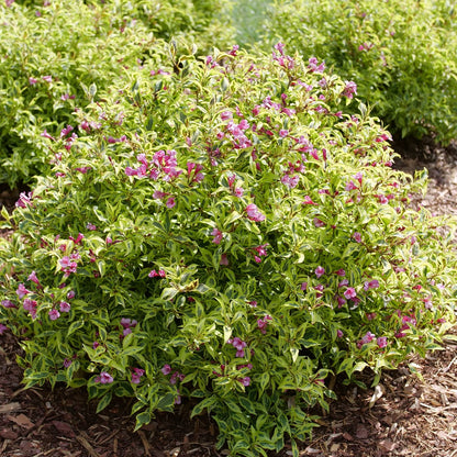 Bubbly Wine® Weigela - Photo Courtesy of Proven Winners, Inc.