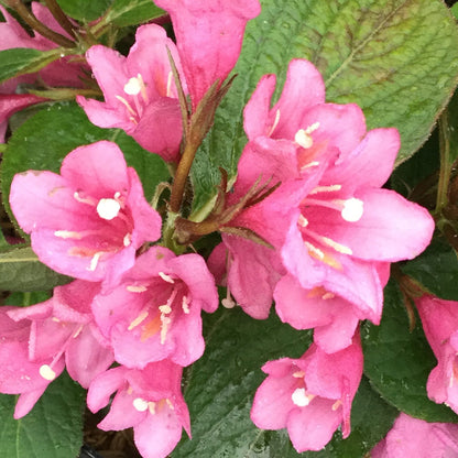 Midnight Sun® Weigela - Photo Courtesy of Proven Winners, Inc.