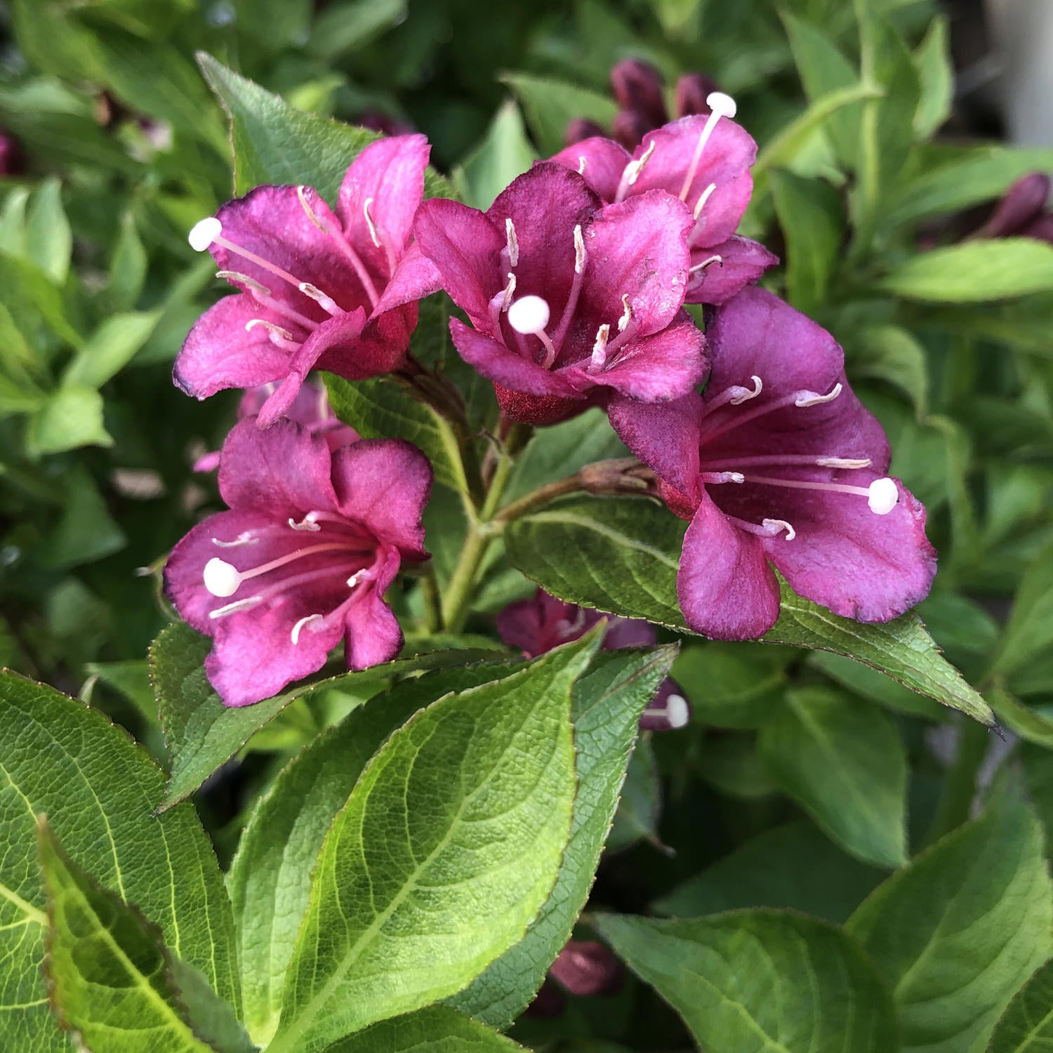 Snippet® Dark Pink Weigela | Garden Crossings