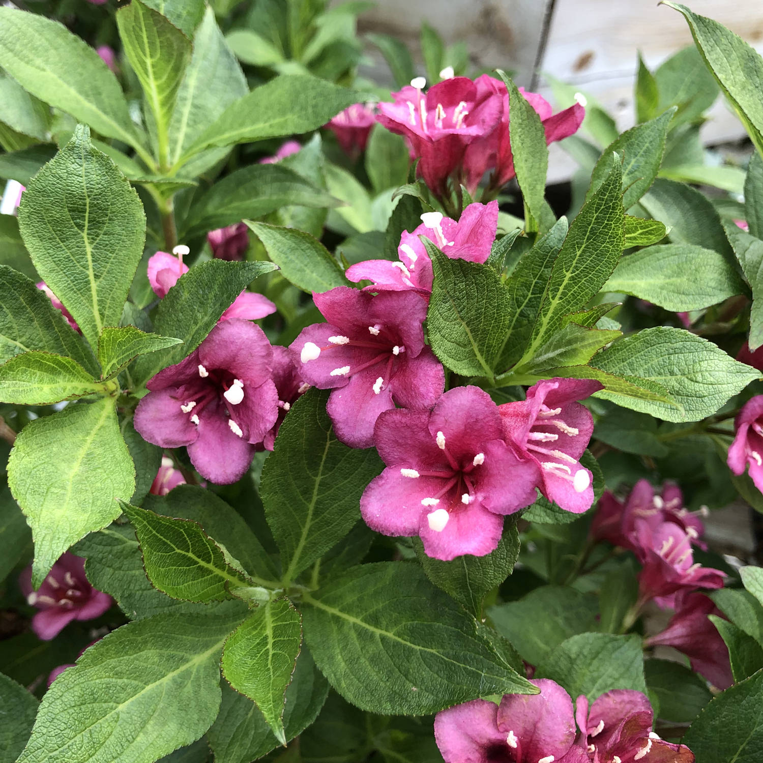 Snippet® Dark Pink Weigela | Garden Crossings