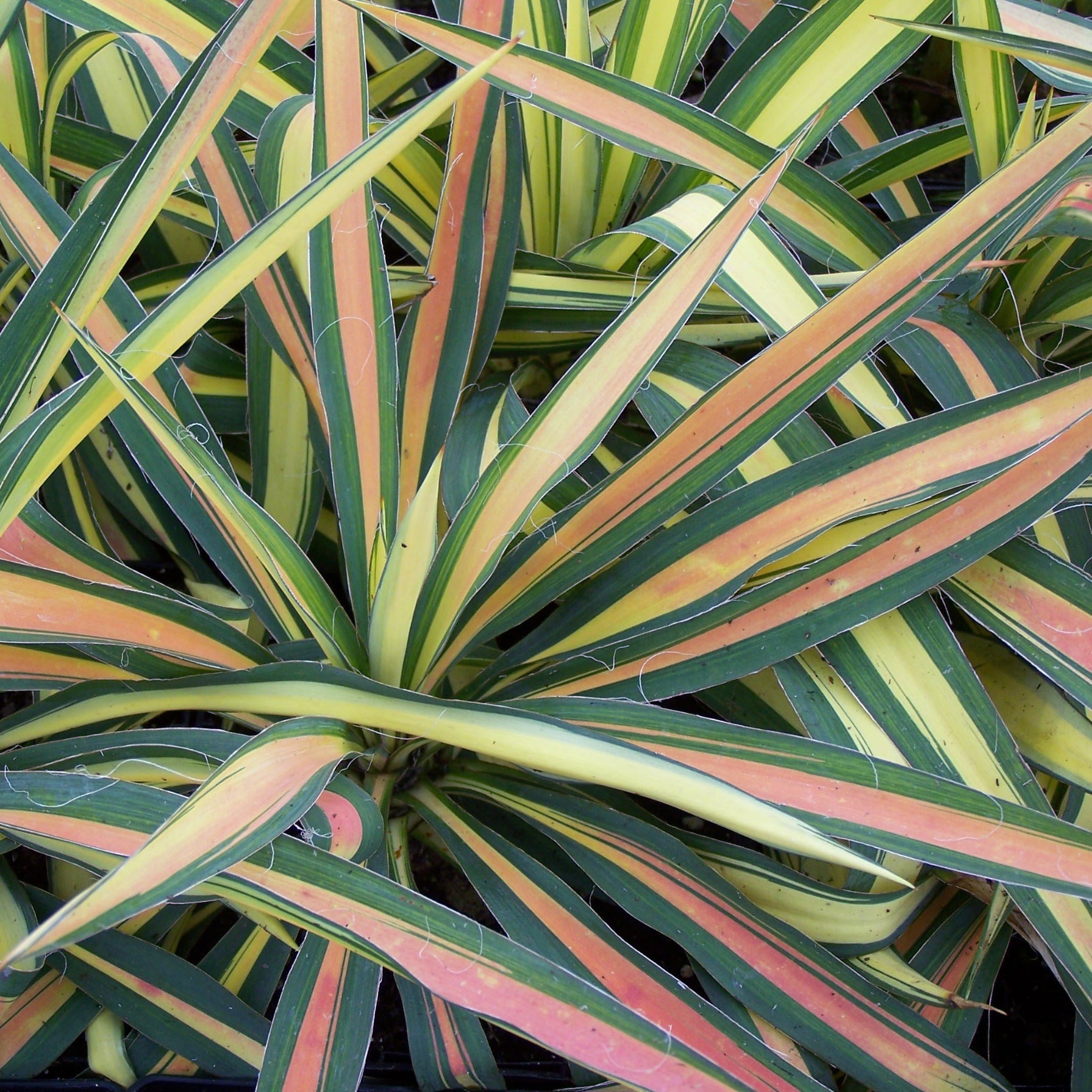 Long, pointed leaves with green and yellow stripes and hints of pink overlap densely on 'Color Guard' Adam's Needle (Yucca) - Photo Property of Garden Crossings LLC.