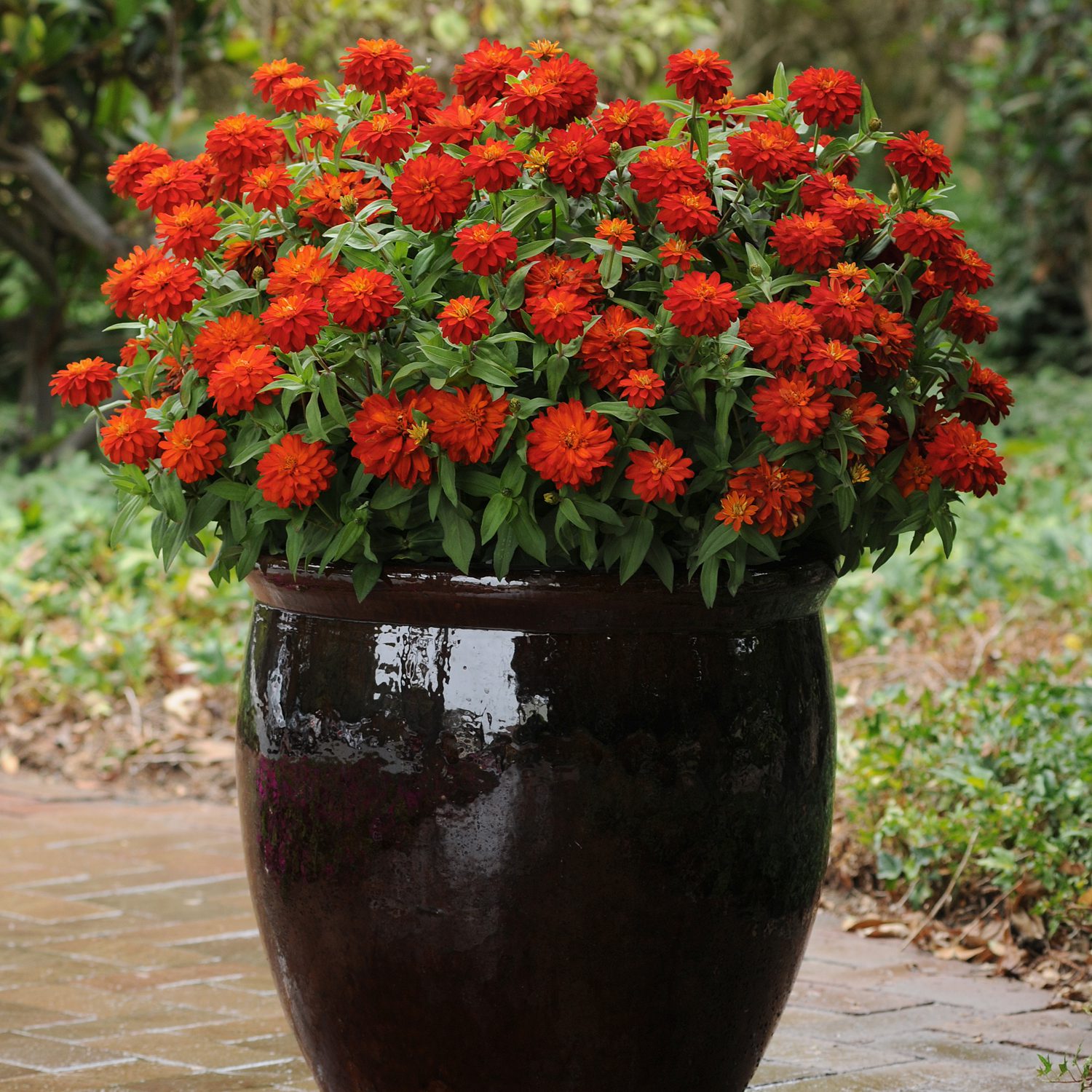 A large dark ceramic pot filled with Zahara® Double Fire Zinnia’s vibrant orange blooms and green leaves sits outdoors on a stone path - Photo Courtesy of Ball Horticulture, Inc. Decorative pot not included.