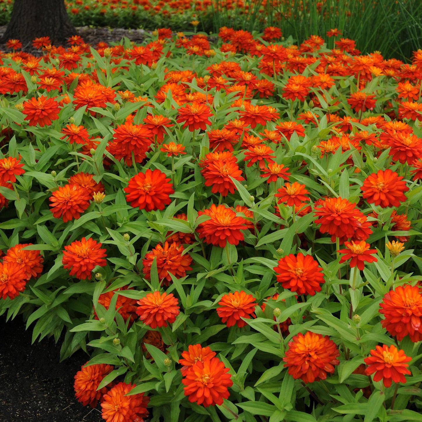 A lush garden bed showcases Zahara® Double Fire Zinnia with vivid blooms red-orange blooms and green leaves - Photo Courtesy of Ball Horticulture, Inc.