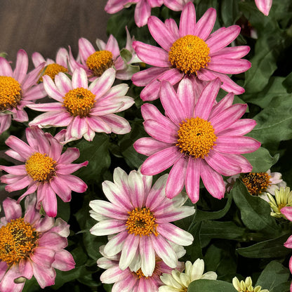 Profusion Cherry Bicolor Zinnia features drought-tolerant, daisy-like blooms with yellow centers and pink and white striped petals -  - Photo Property of Garden Crossings LLC