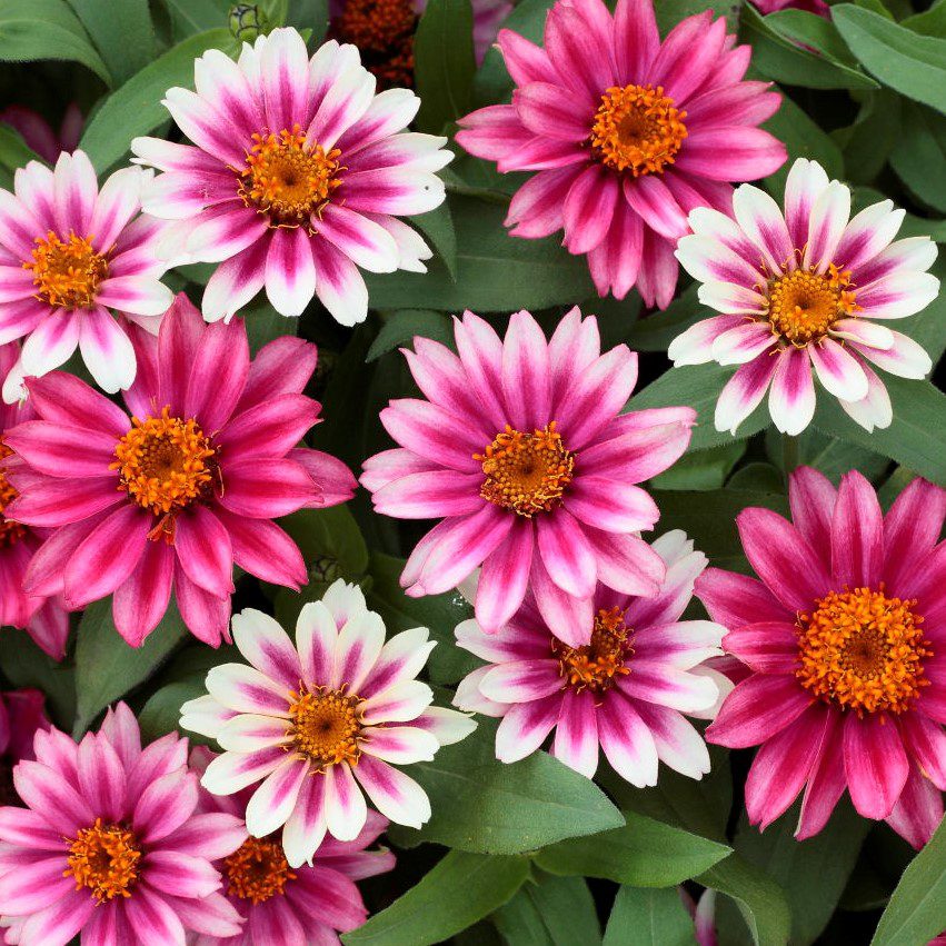 Profusion Cherry Bicolor Zinnia features vibrant pink, magenta, and white blooms with orange centers and green leaves - Photo Courtesy of Skagit Gardens