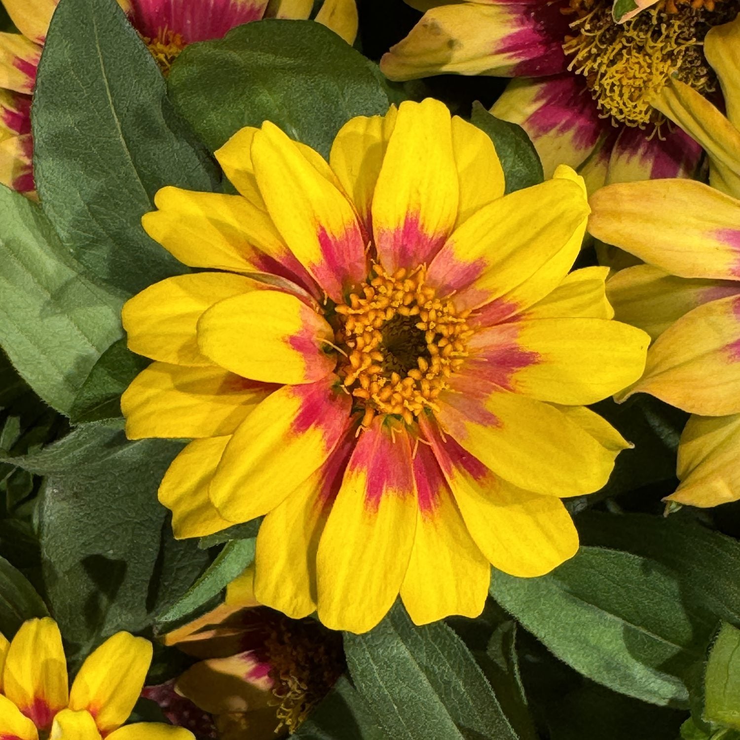 Profusion Red Yellow Bicolor Zinnia - Photo Property of Garden Crossings LLC