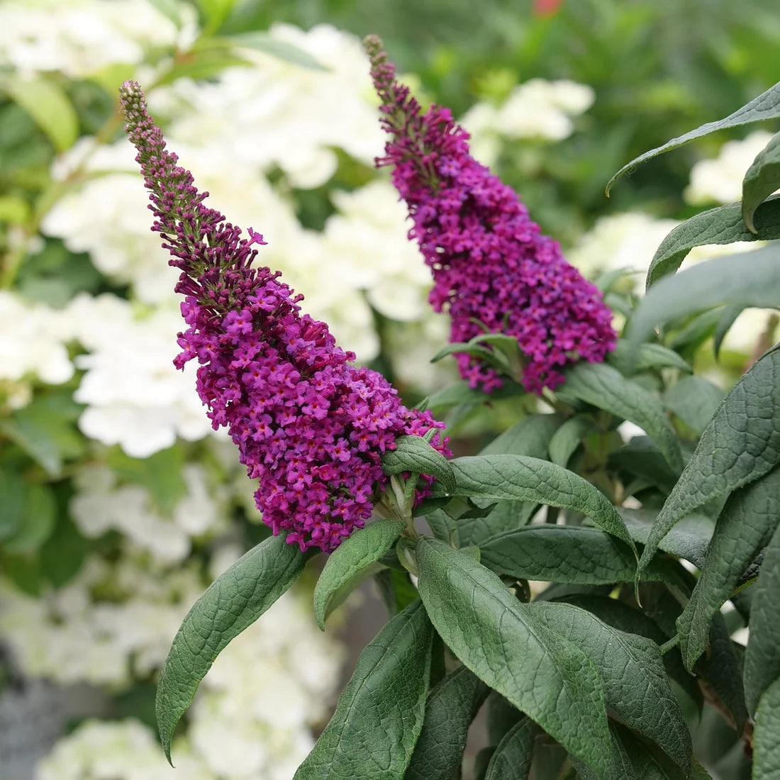 Purple butterfly bush flowers blooming in a warm Zone 10 garden