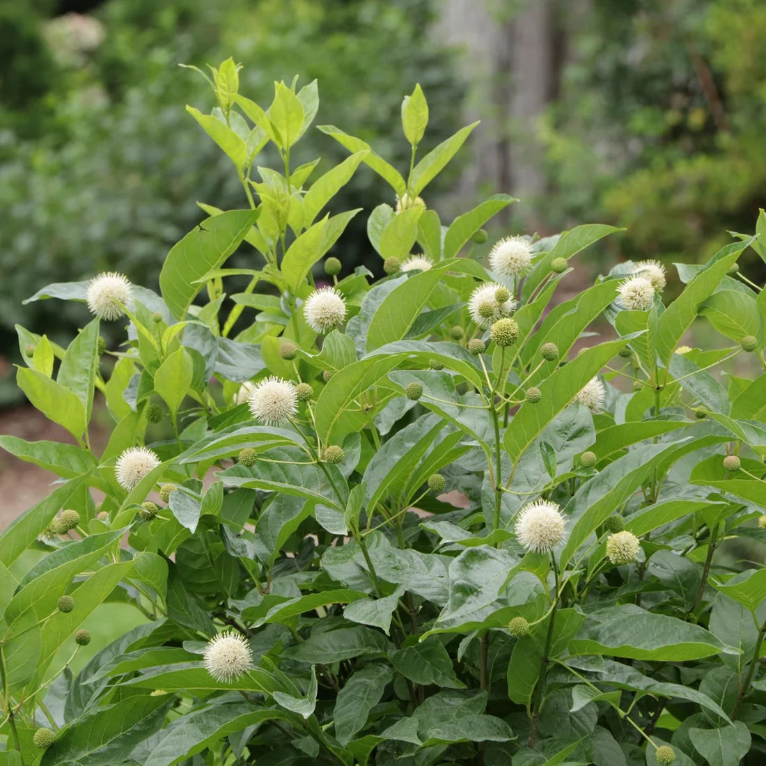 White buttonbush flowers blooming on a leafy Zone 10 shrub