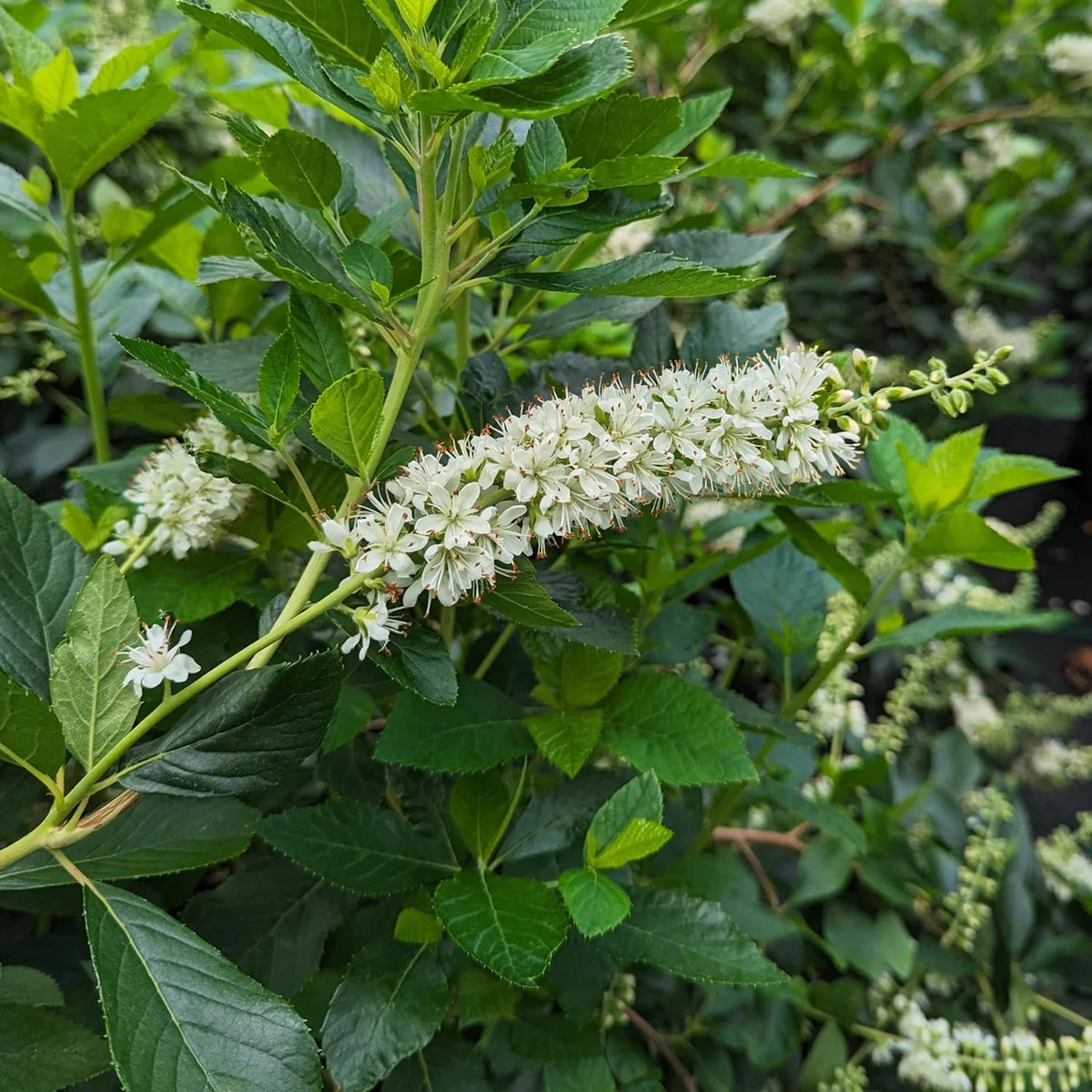 White summersweet flowers blooming on a leafy Zone 4 shrub