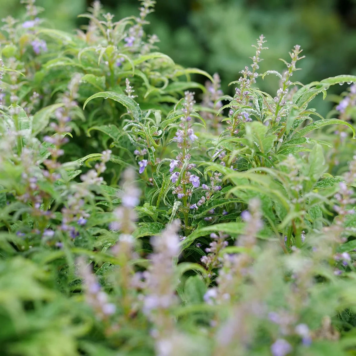 Lavender chastetree flowers blooming on a leafy Zone 5 shrub