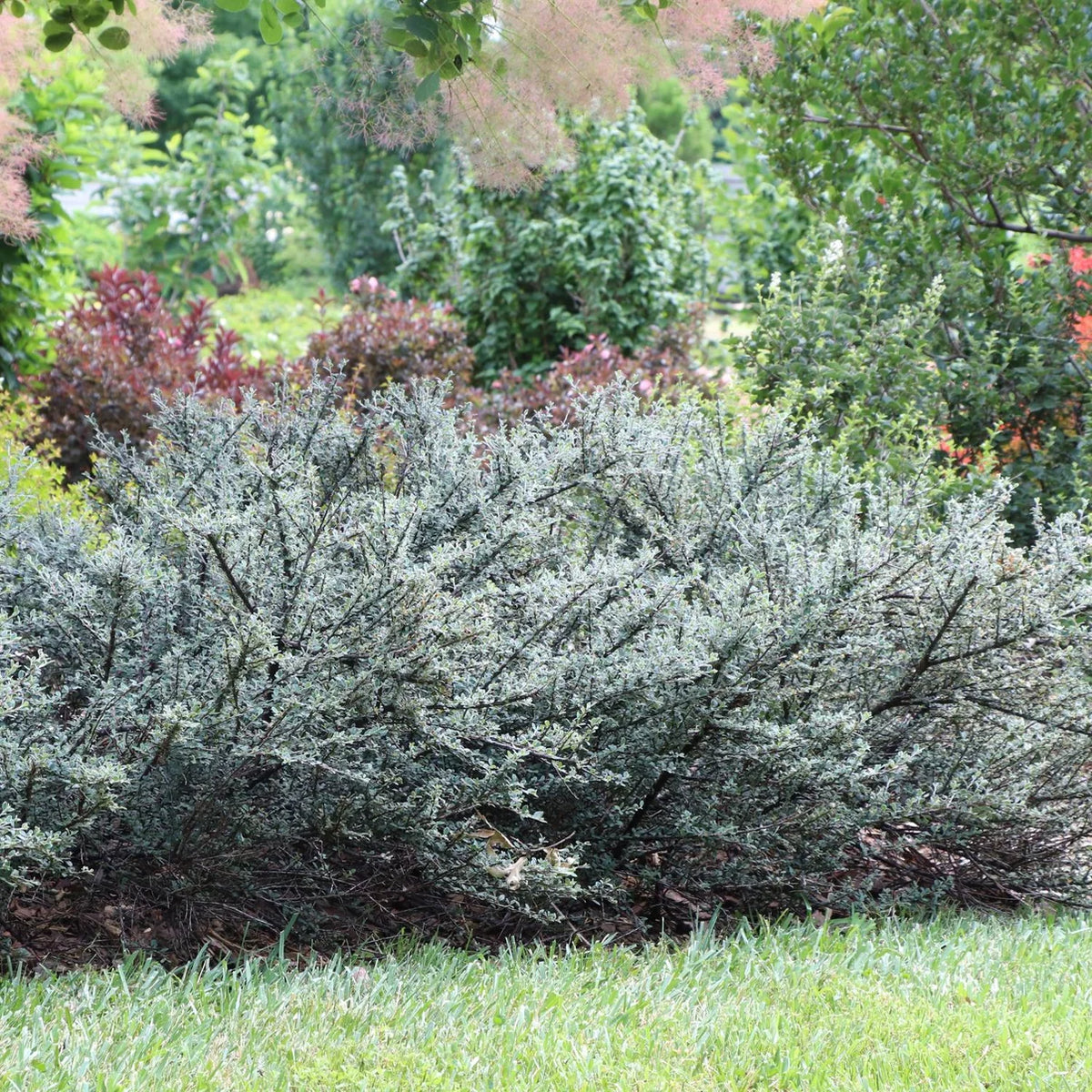 silver-green cotoneaster shrub adding texture to a Zone 6 garden