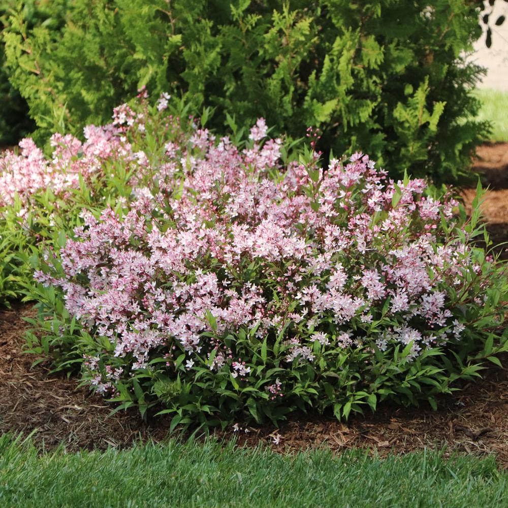 Pink Yuki Cherry Blossom deutzia flowering in a Zone 6 garden