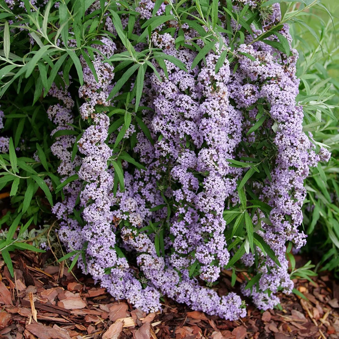 Lavender butterfly bush flowers blooming on a compact Zone 7 shrub