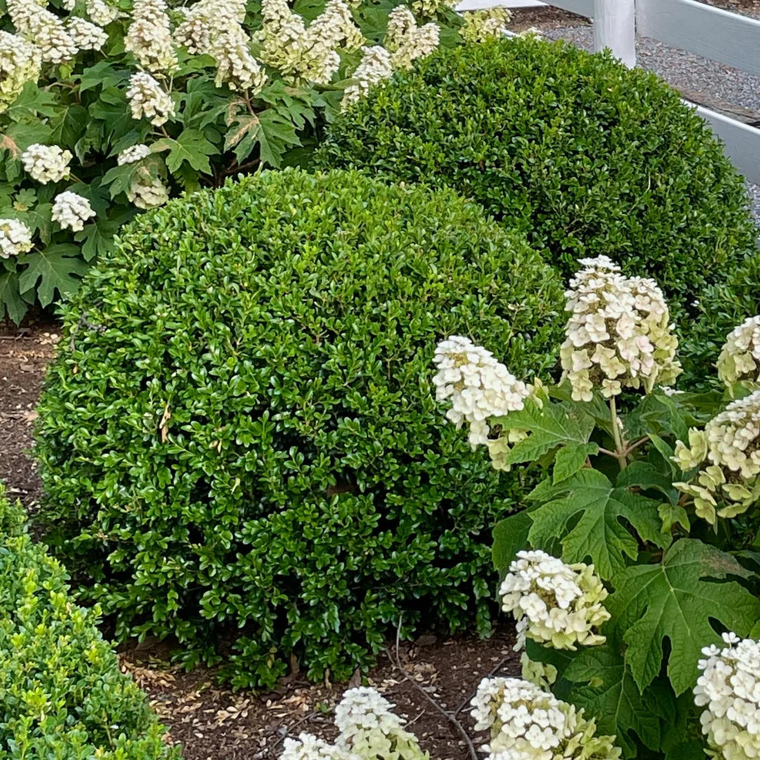 Rounded evergreen boxwood shrubs growing among white flowers in a Zone 8 garden