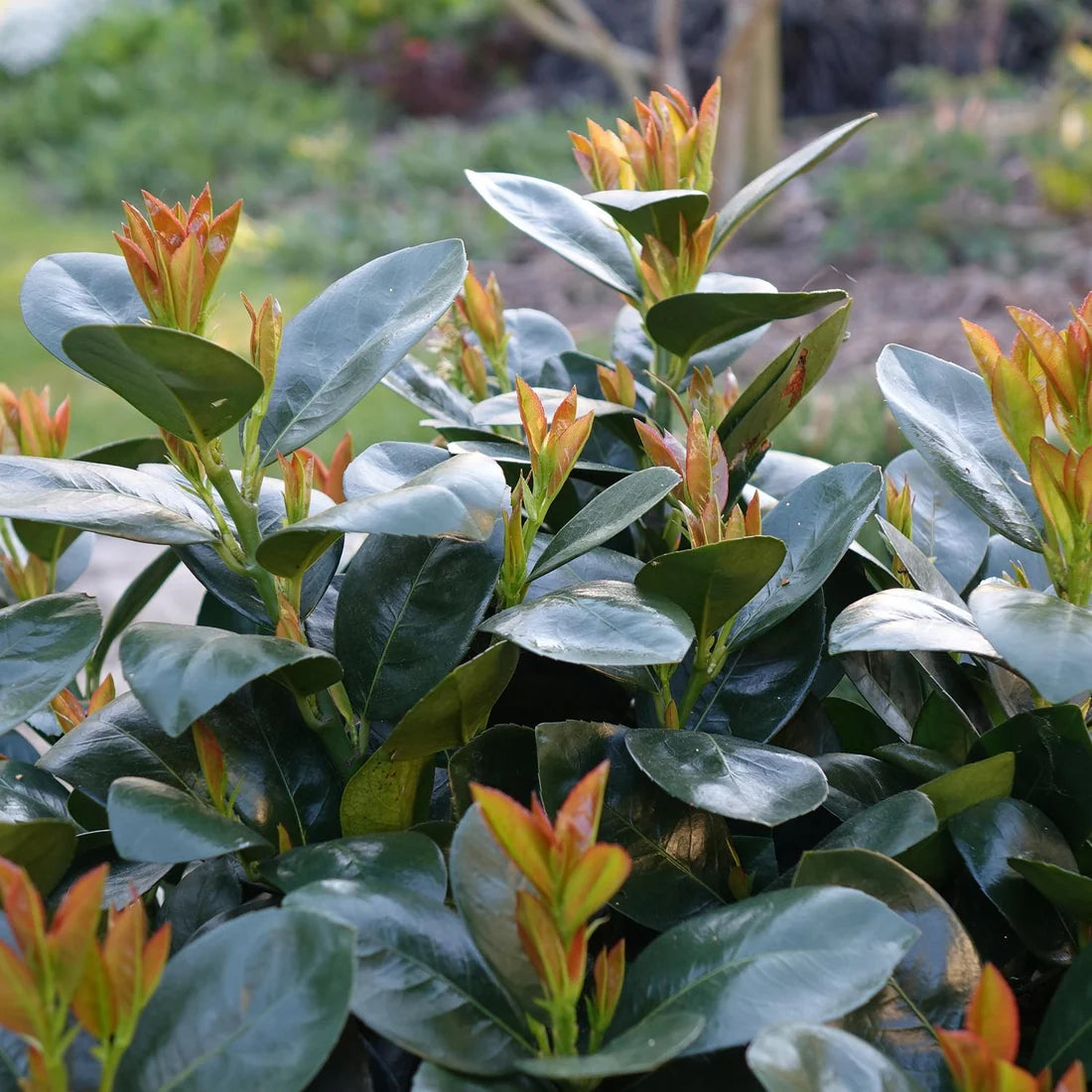 Glossy evergreen cherry laurel shrub with bronze new growth in a Zone 8 garden