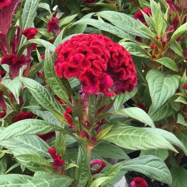 CELOSIA TWISTED RED COCKSCOMB