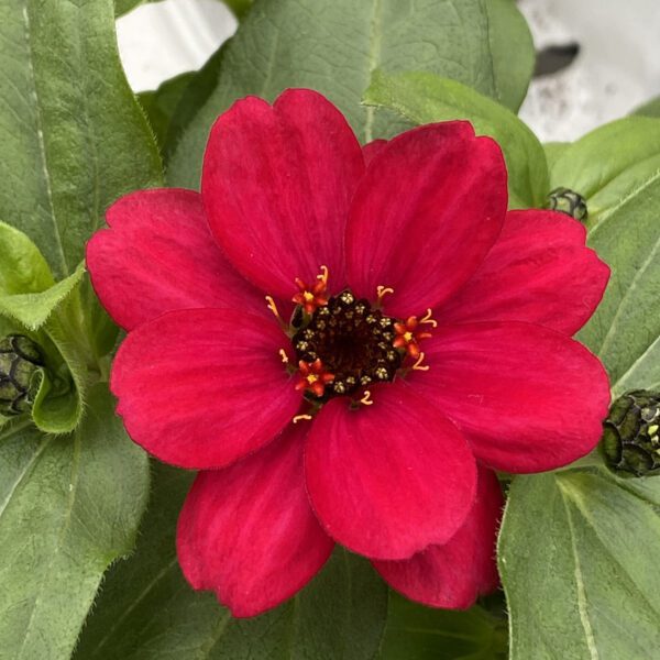 ZAHARA® Raspberry Zinnia - Annual