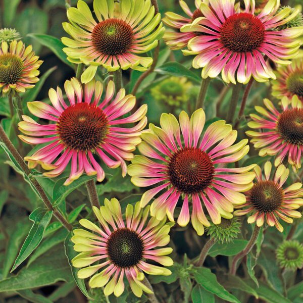 Echinacea 'Green Twister' - Perennials