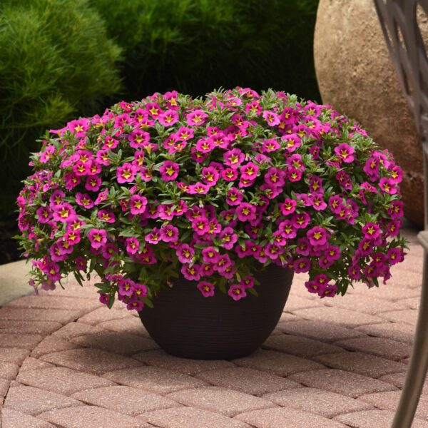 Bumble Bee™ Hot Pink Calibrachoa