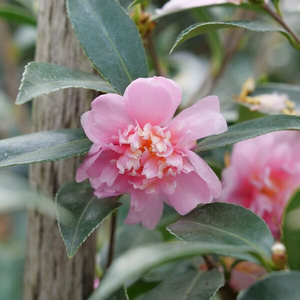 JUST CHILL® Double Pink Camellia