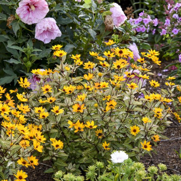 Heliopsis ‘Touch of Blush’