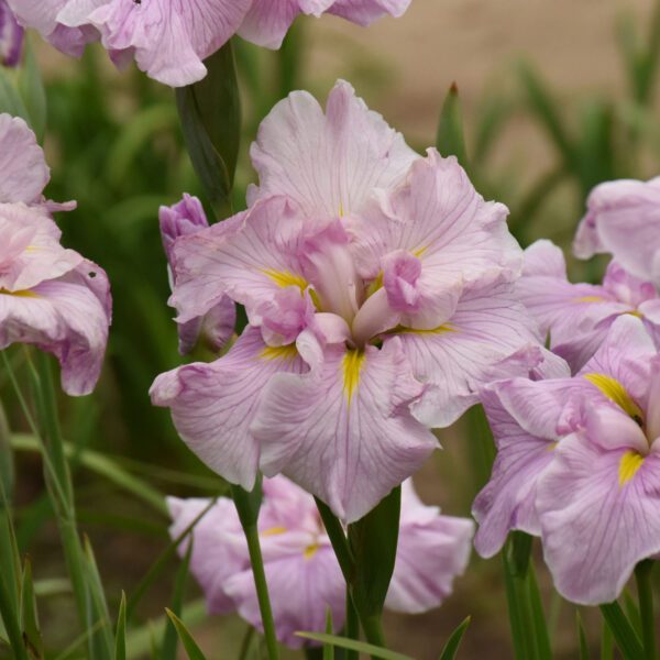Iris 'Pinkerton'
