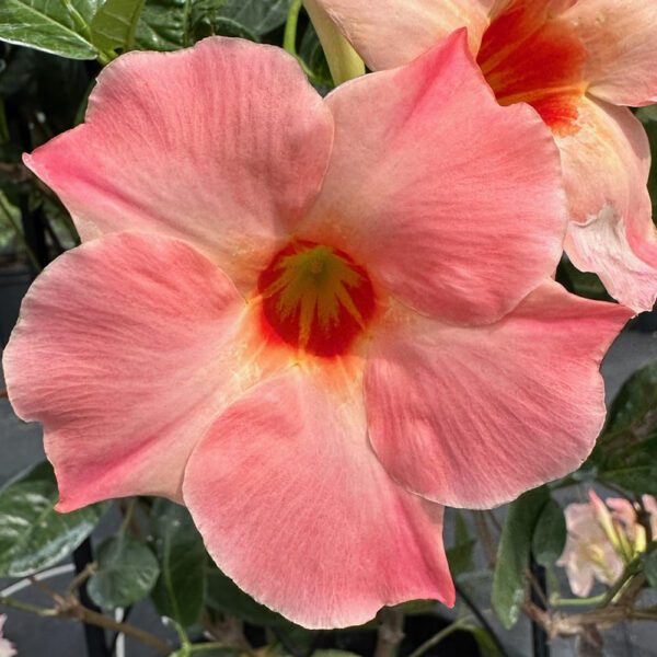 SUN PARASOL® Giant Peach Sunrise Mandevilla