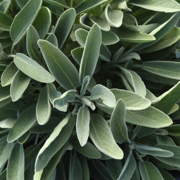 'Silver Scent' Salvia